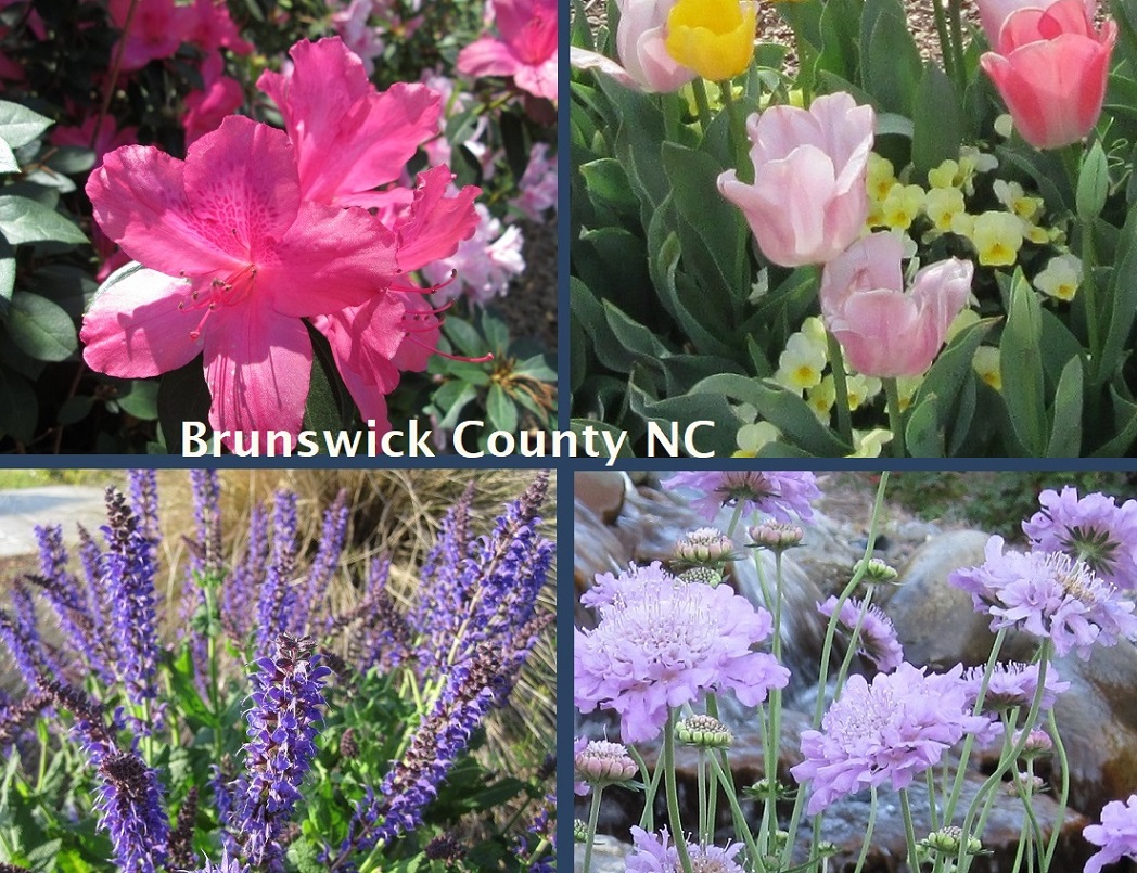 pink and lavendar flowers Brunswick County SENC